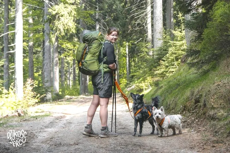 Dog w podróży: niezwykła historia psa, który jeździł koleją do druku